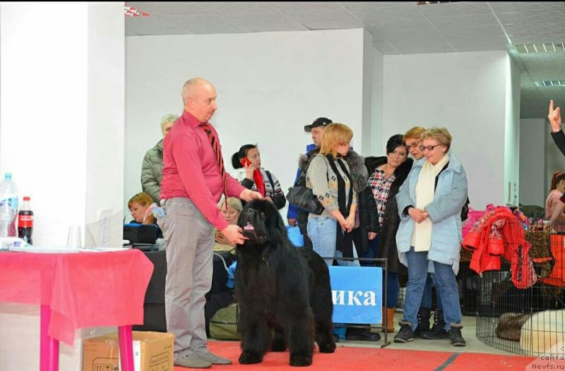 Фото: ньюфаундленд Сент Джонс Эксклюзив (Sent Djons Exclusive)