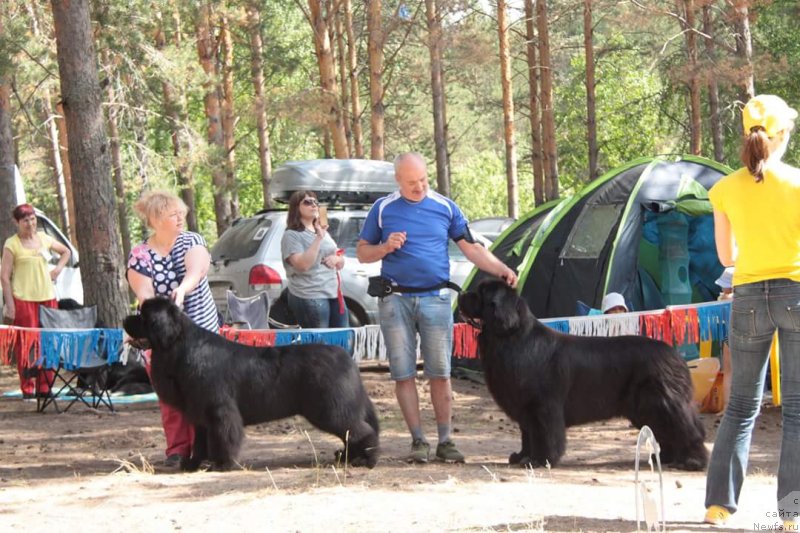 Фото: ньюфаундленд Сент Джонс Эксклюзив (Sent Djons Exclusive), ньюфаундленд Назар Вятский Медведь (Nazar Vyatskiy Medved)