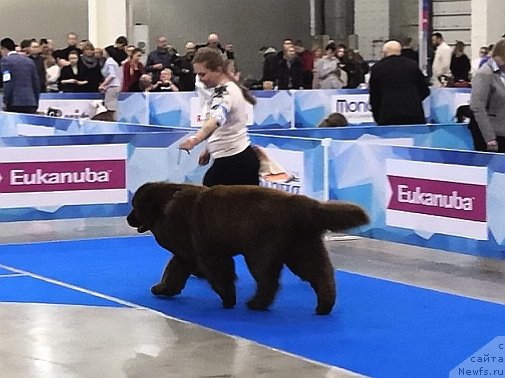 Фото: ньюфаундленд Черный Шарм Ангельская Красота (Chernyi Sharm Angel'skaya Krasota)