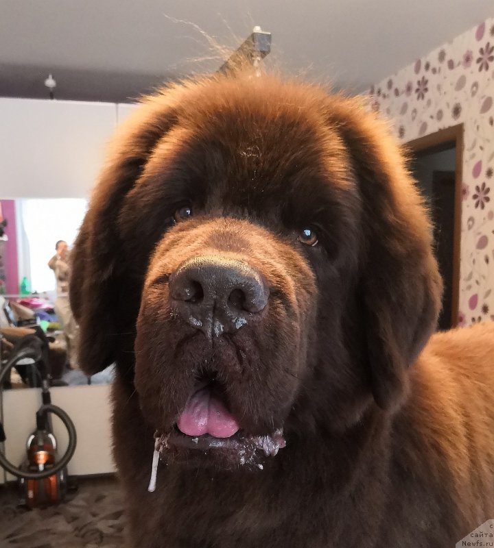 Фото: ньюфаундленд Черный Шарм Ангельская Красота (Chernyi Sharm Angel'skaya Krasota)