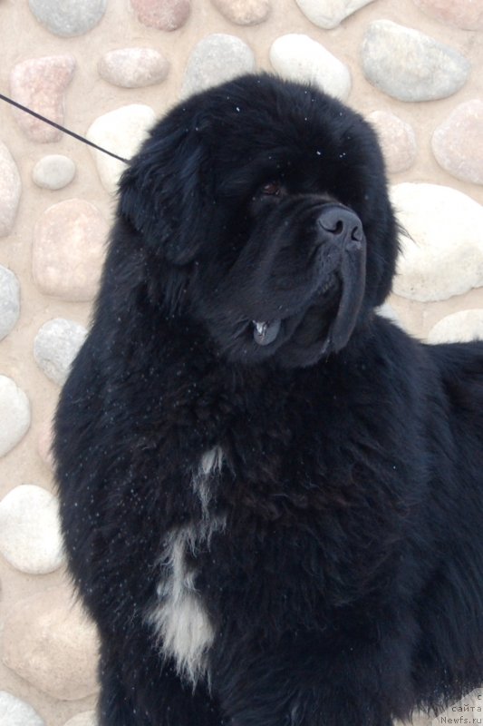 Фото: ньюфаундленд Даркфлайт Изумруд для Замка Мелвин (Darkflight Izumrud dlya Zamka Melvin), ньюфаундленд Даркфлайт Изумруд для Замка Мелвин (Darkflight Izumrud dlya Zamka Melvin)