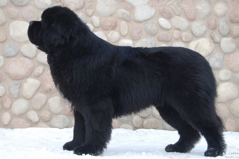 Фото: ньюфаундленд Даркфлайт Изумруд для Замка Мелвин (Darkflight Izumrud dlya Zamka Melvin)