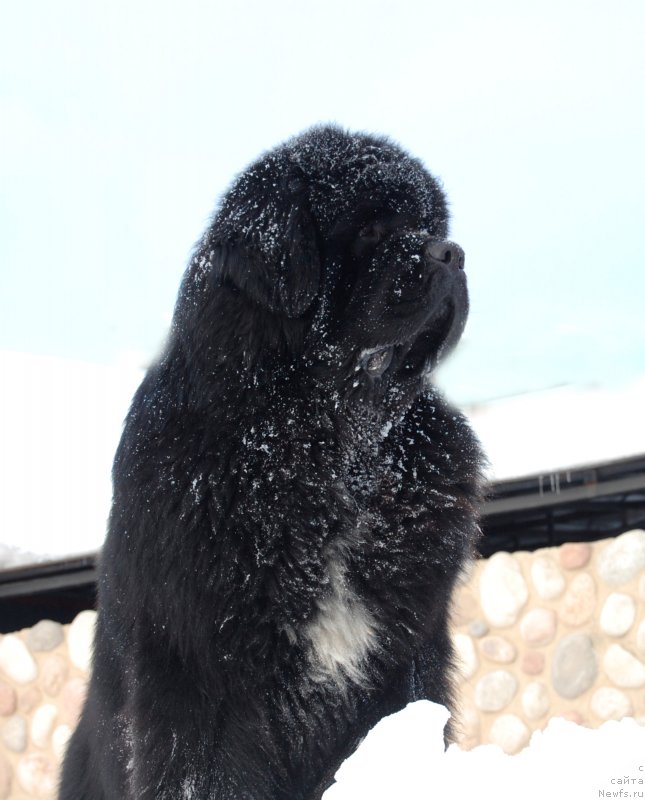 Фото: ньюфаундленд Даркфлайт Изумруд для Замка Мелвин (Darkflight Izumrud dlya Zamka Melvin), ньюфаундленд Даркфлайт Изумруд для Замка Мелвин (Darkflight Izumrud dlya Zamka Melvin)