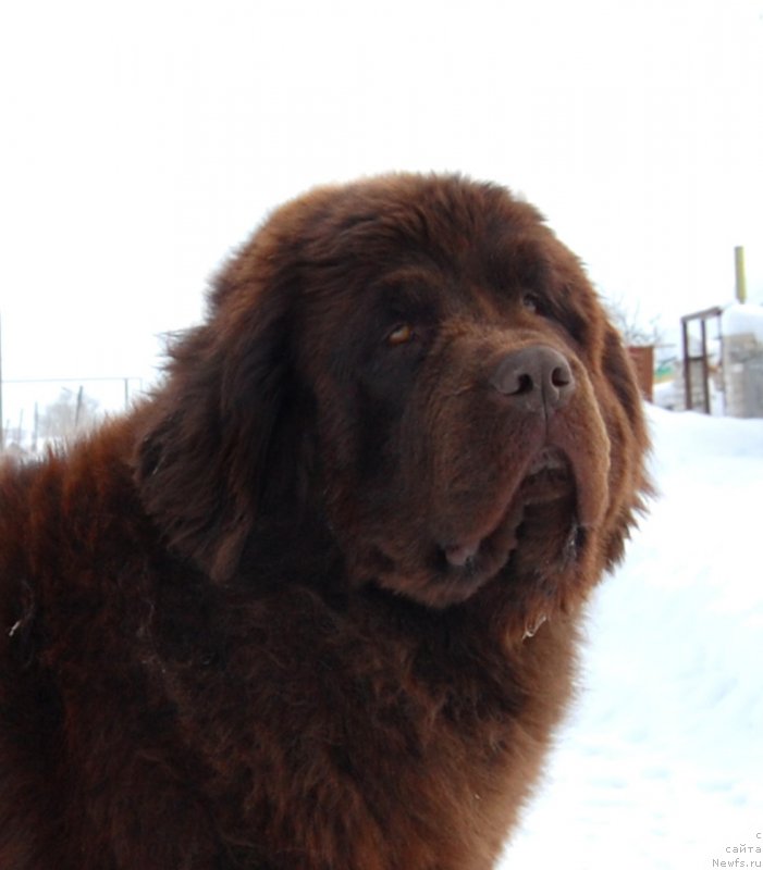 Фото: ньюфаундленд Восходящая Звезда из Замка Мелвин (Voshodyaschaya Zvezda Iz Zamka Melvin)