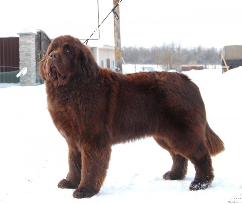 Фото: ньюфаундленд Восходящая Звезда из Замка Мелвин (Voshodyaschaya Zvezda Iz Zamka Melvin)