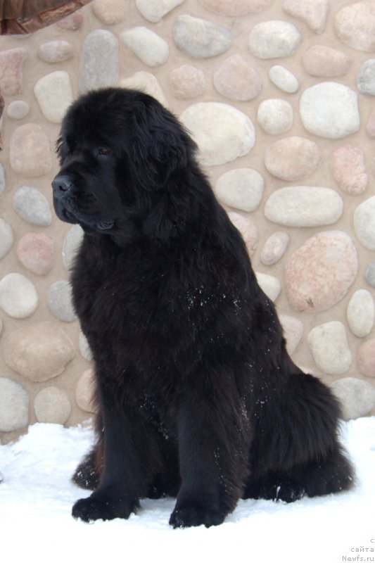Фото: ньюфаундленд Алекса из Замка Мелвин