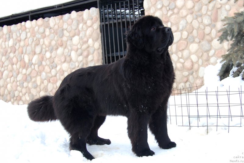 Фото: ньюфаундленд Алекса из Замка Мелвин