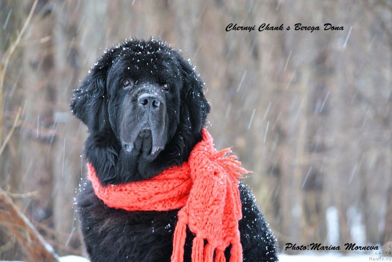 Фото: ньюфаундленд Черный Чанк с Берега Дона (Chernyj Chank s Berega Dona)