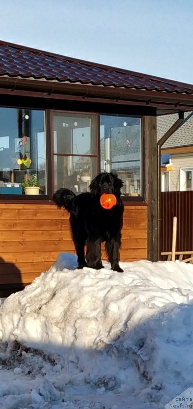 Фото: ньюфаундленд Янира Черная Жемчужина