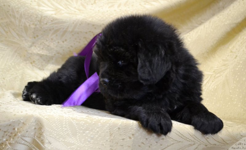 Фото: ньюфаундленд Май Френд Ньюфи Лавендэ Палм (May Frend Newfy Lavender Palm)