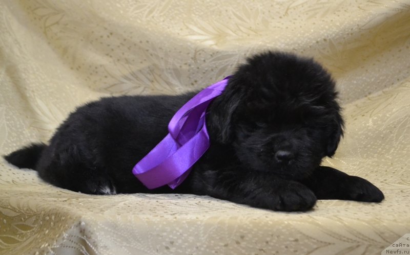 Фото: ньюфаундленд Май Френд Ньюфи Лавендэ Палм (May Frend Newfy Lavender Palm)