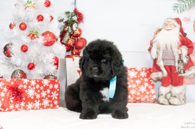 Фото: ньюфаундленд Флай Флау Жэ Тем Ангел Моей Души