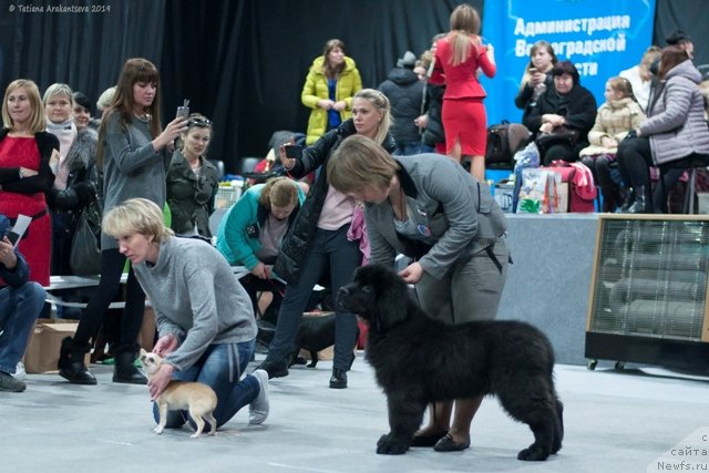 Фото: ньюфаундленд Флай Флау Жэ Тем Ангел Моей Души