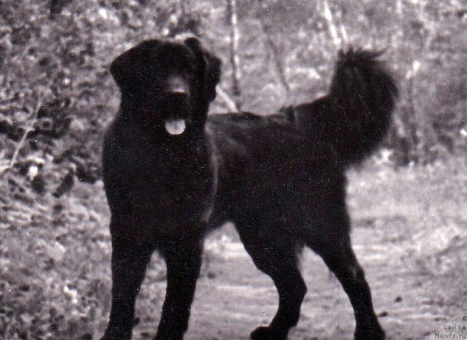 Фото: ньюфаундленд Заали Дарджи Бей