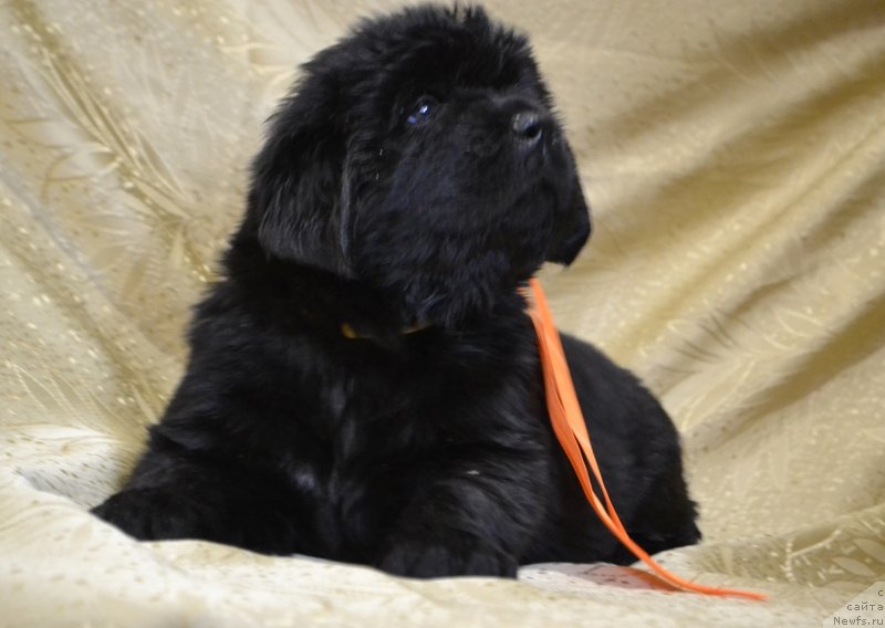 Фото: ньюфаундленд Май Френд Ньюфи Лавендэ Палм (May Frend Newfy Lavender Palm)