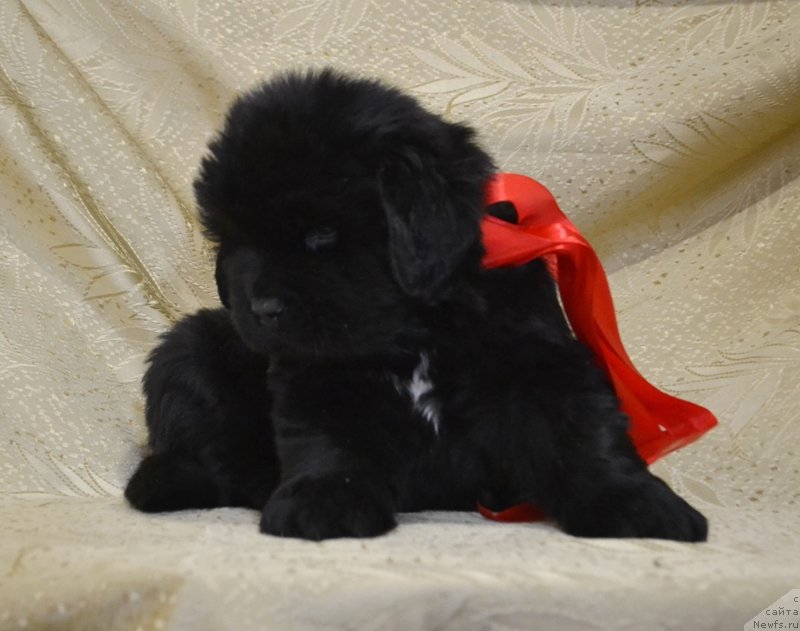 Фото: ньюфаундленд Май Френд Ньюфи Лавендэ Палм (May Frend Newfy Lavender Palm)