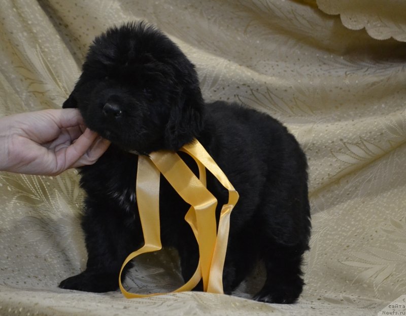 Фото: ньюфаундленд Май Френд Ньюфи Лавендэ Палм (May Frend Newfy Lavender Palm)
