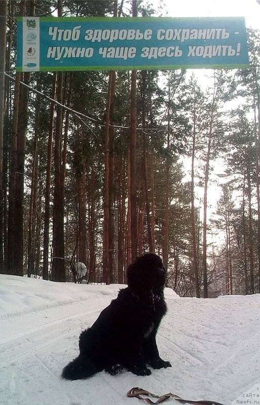 Фото: ньюфаундленд Чакра из Племени Кедра (Chakra iz Plemeni Kedra)