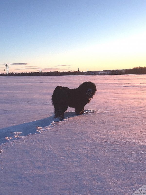 Фото: ньюфаундленд Ярош Избранник Судьбы