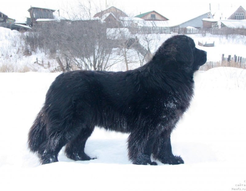 Фото: ньюфаундленд Аквиан Сонг Текила Голд (Akvian Song Tequila Gold)