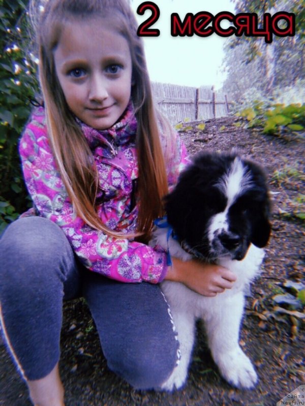 Фото: ньюфаундленд Диор от Карельских Медведей