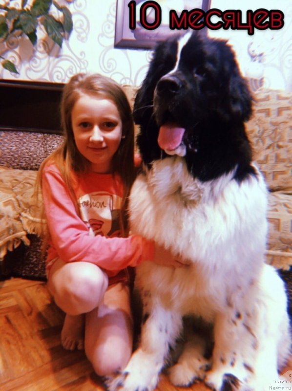 Фото: ньюфаундленд Диор от Карельских Медведей