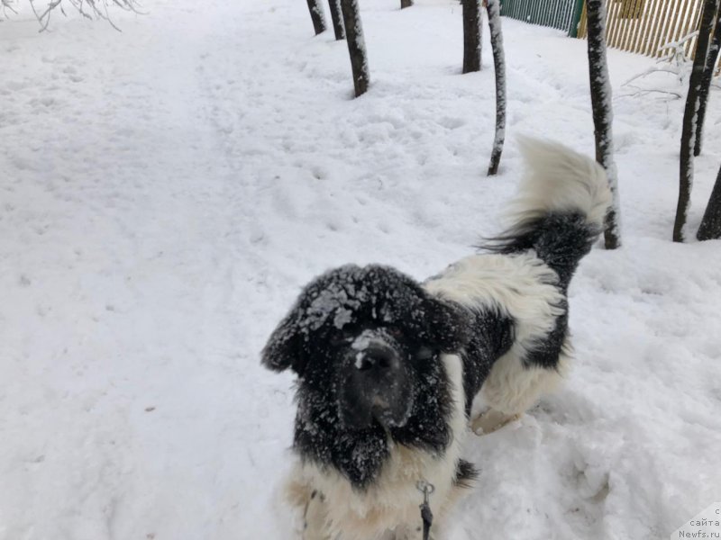 Фото: ньюфаундленд Адонис Ла Флёр