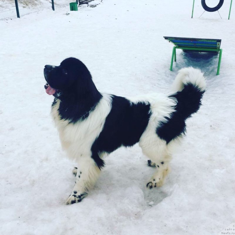 Фото: ньюфаундленд Адонис Ла Флёр