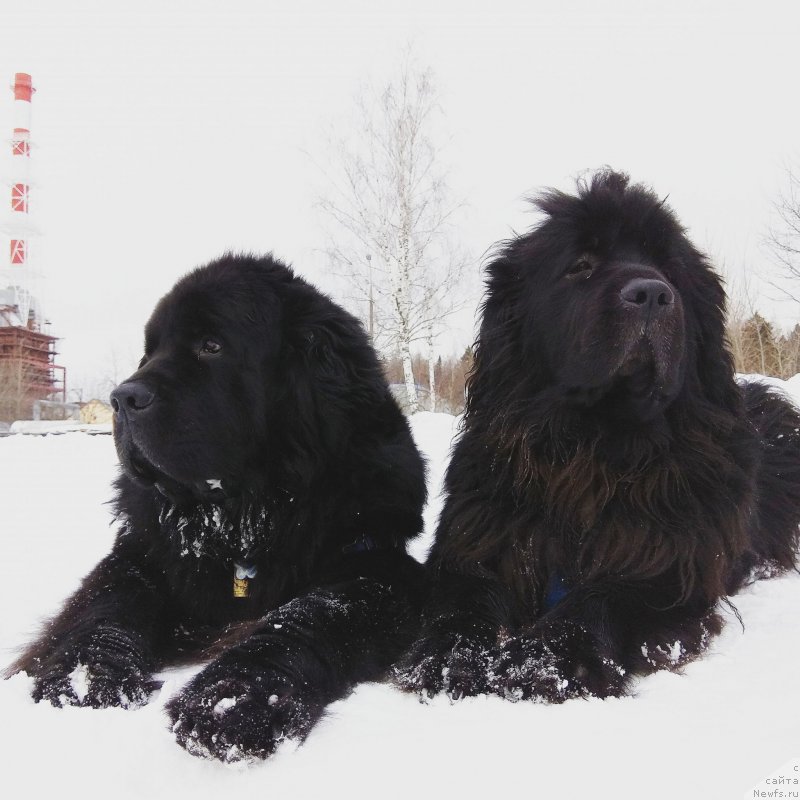 Фото: ньюфаундленд Черный Чанк с Берега Дона (Chernyj Chank s Berega Dona), ньюфаундленд Сент Джонс Ларель Леоланда (Sent Djons Larel Leolanda)