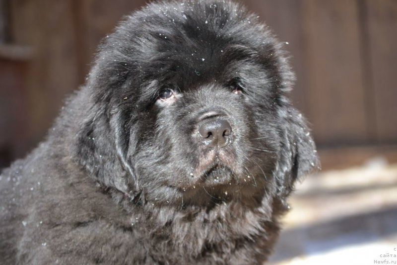 Фото: ньюфаундленд Вятский Медведь Пончик