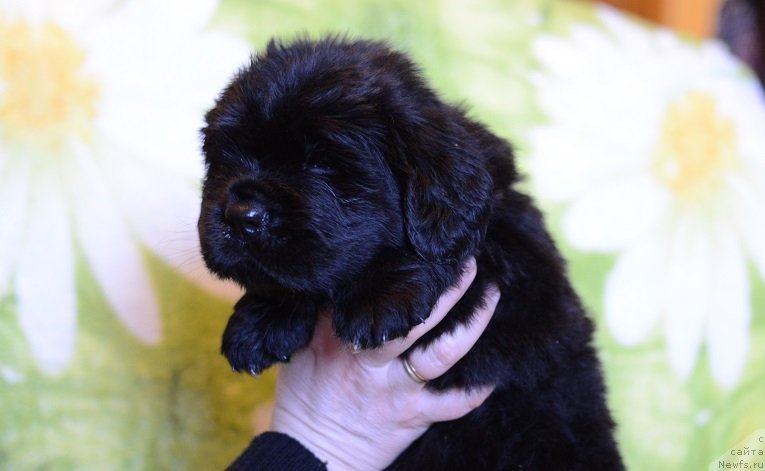 Фотография № 241784