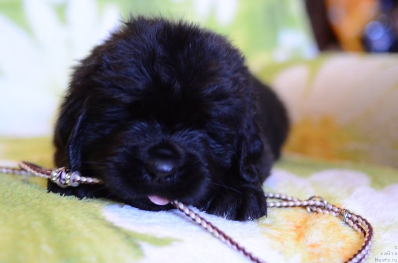 Фотография № 241786