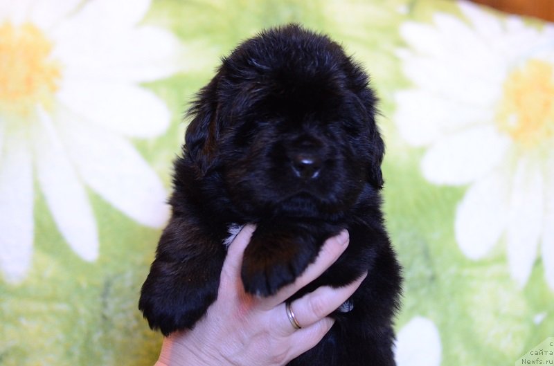 Фотография № 241787