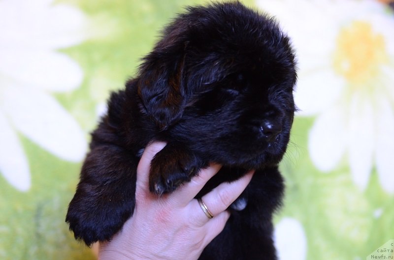 Фотография № 241788