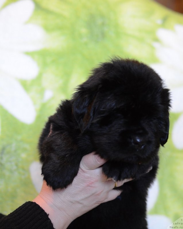 Фотография № 241789