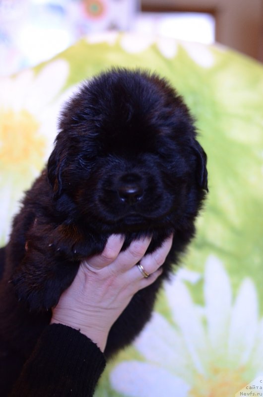 Фотография № 241790