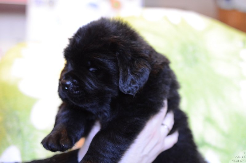 Фотография № 241791