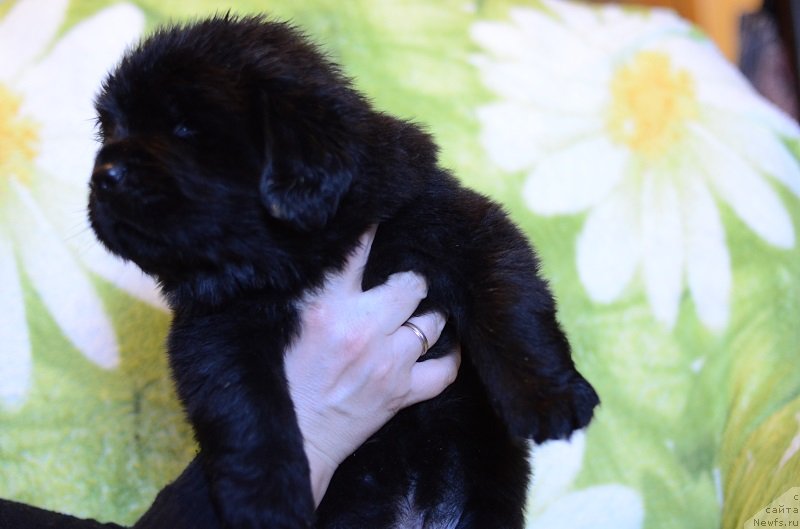 Фотография № 241792