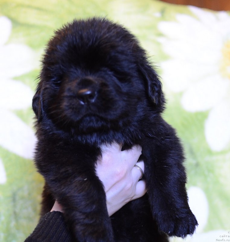 Фотография № 241793