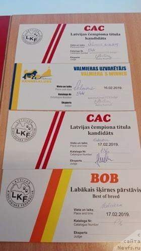 Фото: ньюфаундленд Терра Виктория Захира