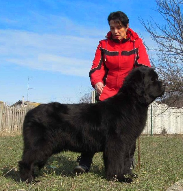 Фото: ньюфаундленд Tvorets Nadezhdy Tilk Bolshoj Malysh, Яна Нифонтова