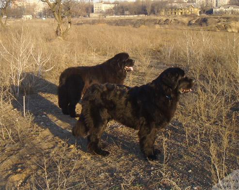 Фото: ньюфаундленд Бренда Кара Дениз, ньюфаундленд Влас (Vlas)
