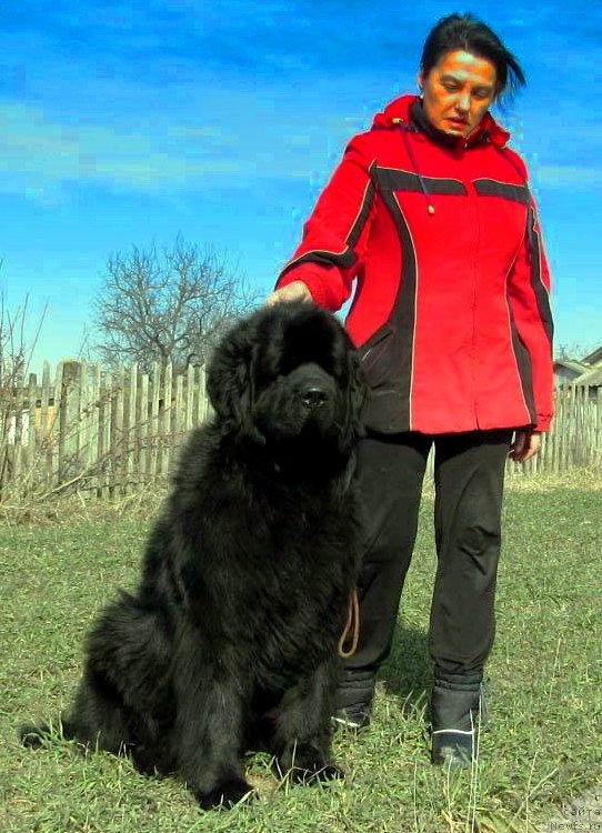 Фото: ньюфаундленд Tvorets Nadezhdy Tilk Bolshoj Malysh