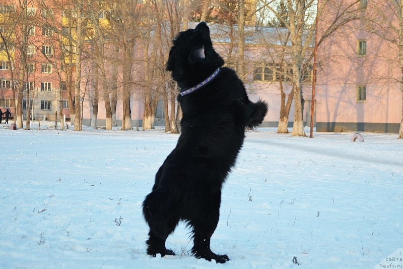 Фото: ньюфаундленд Легенда России Вятский Медведь