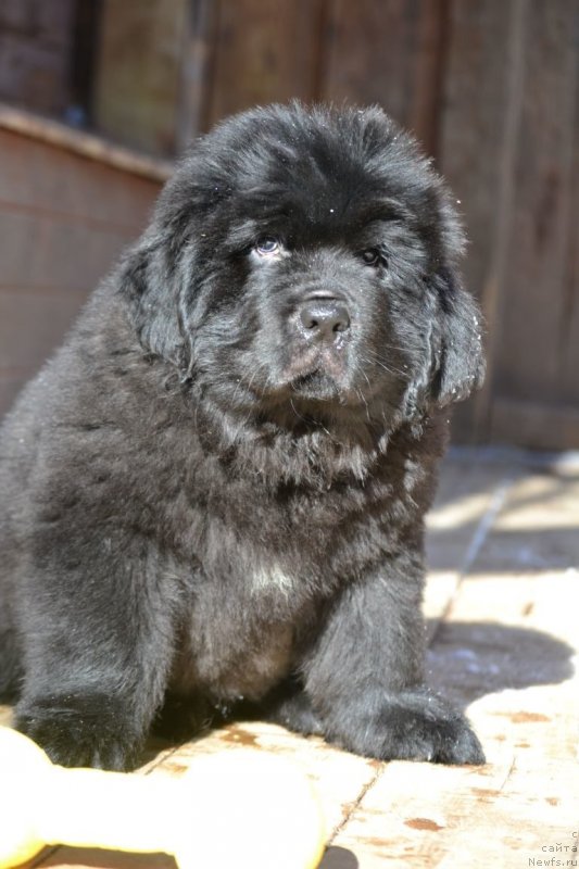 Фото: Щенок от, ньюфаундленд Акватория Келвин Шарлиз (Aquatoriya Kelvin Sharliz), ньюфаундленд Сент Джонс Эксклюзив (Sent Djons Exclusive)