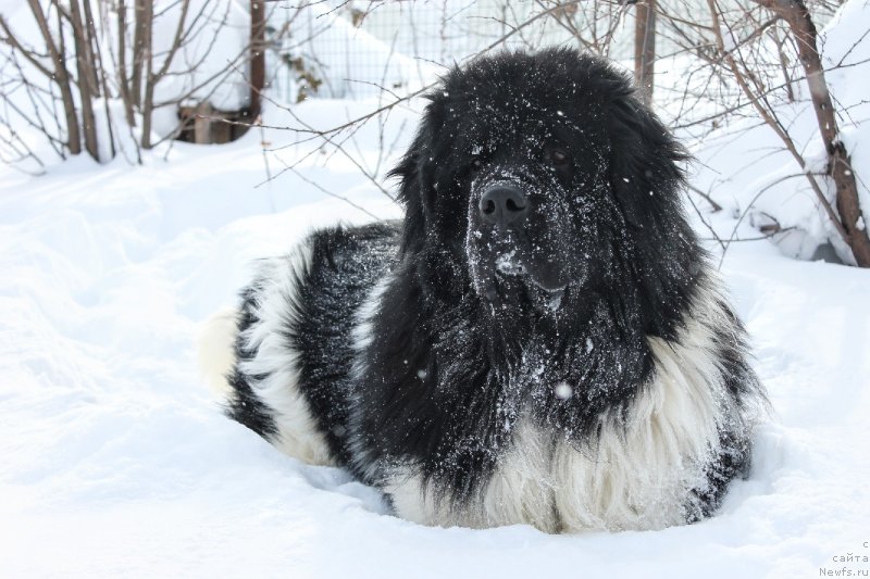 Фото: ньюфаундленд Аквиан Сонг Тревор