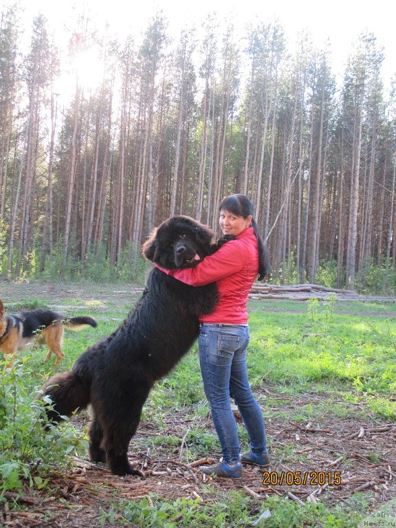 Фото: ньюфаундленд Даанич Веселый Роджер