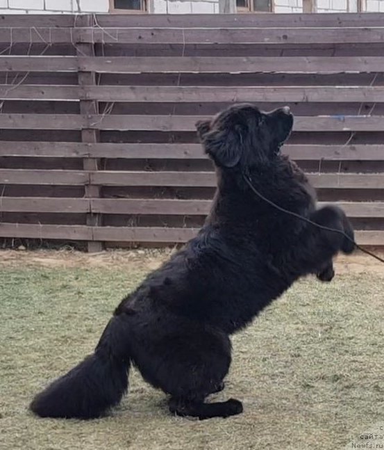 Фото: ньюфаундленд Любезная Нежная Лаура (Lyubeznaya Nezhnaya Laura)