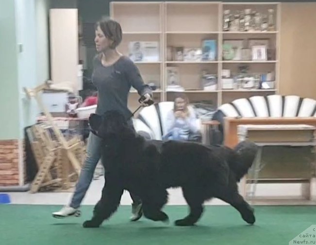 Фото: ньюфаундленд Любезная Нежная Лаура (Lyubeznaya Nezhnaya Laura)