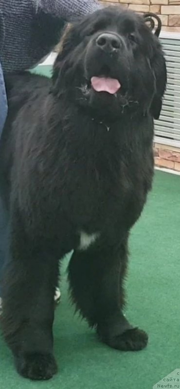 Фото: ньюфаундленд Лаской Согревающая Лаика (Laskoy Sogrevayuschaya Laika), ньюфаундленд Лаской Согревающая Лаика (Laskoy Sogrevayuschaya Laika)